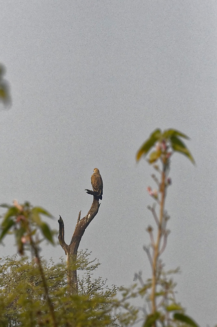 Keoladeo national park-142